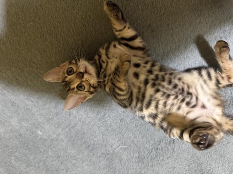 Full Şecereli Bengal Kedisi Yavrusu