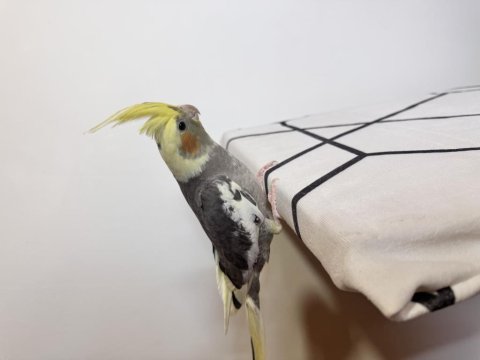 Sultan Papağanı Sahiplendirilecektir