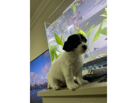 Maltipoo Ve Dachshund Melezi Yavru Bebekler