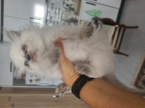 British Longhair Erkek