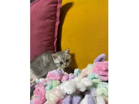 2 Aylık Sütten Kesilmiş Yavru Kedimiz