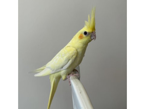 Sultan Papağanı Sahiplendirilecektir