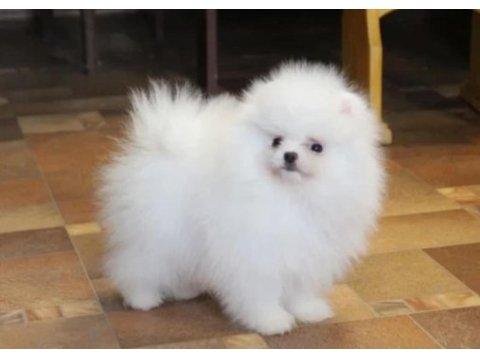 Pomeranian Köpeği Yavruları
