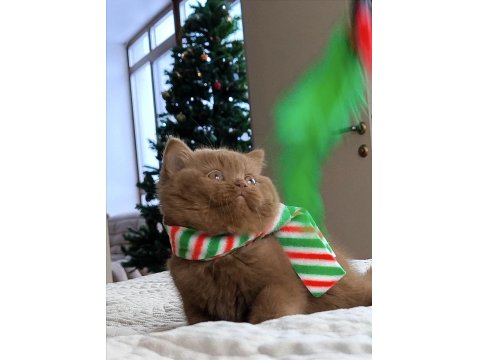Pop Star Chocolate British Shorthair Yavrumuz