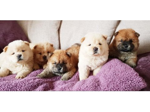 Çin Aslanı Yavrularımız