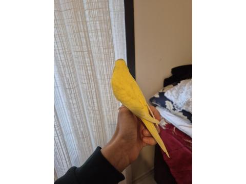 Full Evcil Mükemmel Muhabbet Kuşu