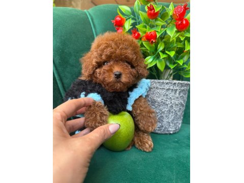 Özel Üretim Toy Poodle Yavrular