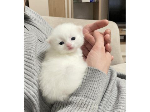 Beyaz Safkan Chinchilla Cinsi Yavru Kediler Ücretli