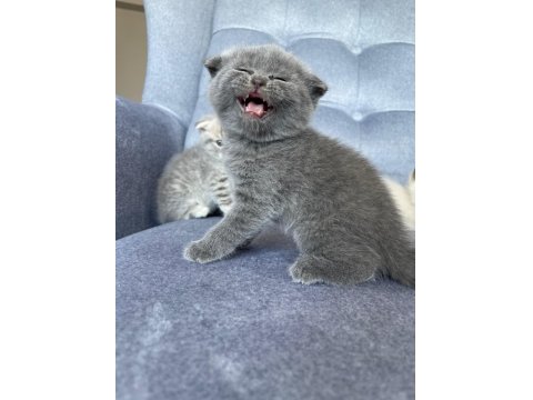 Scottish Fold Gri Yavru Kedimiz