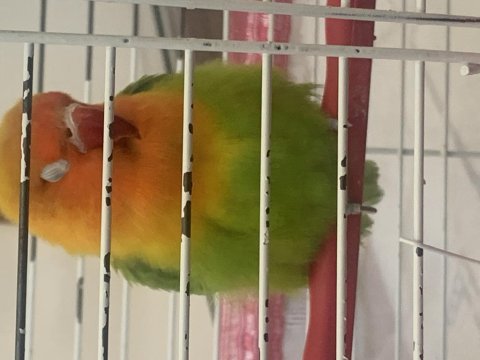 Cennet Sevda Papağanı