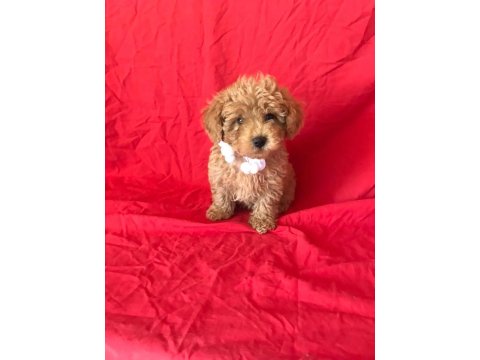Mini Poodle Yavrular