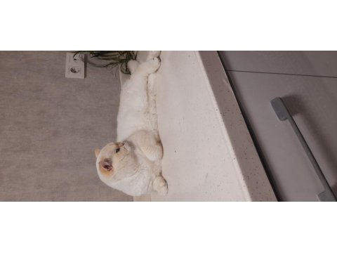 Yurt Dışından Şampiyon Ailenin Show Kalite British Shorthair Yavruları