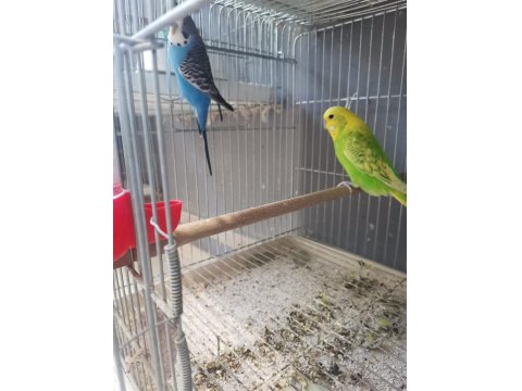 50 Takım Muhabbet Kafesler Ve Malzmeleri Dahil 30 Bin Tl Acil Verilecektir