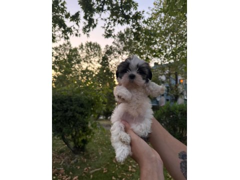 Güzeller Güzeli Dişi Shih Tzu