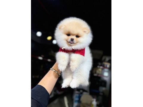 Irk Ve Sağlık Garantili Teddy Pomeranian Boo