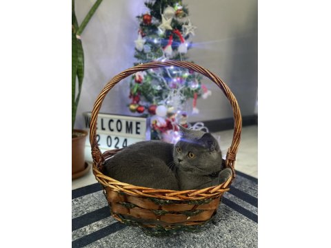 Acil Sahiplendirme British Kedimiz 4 Yaşında