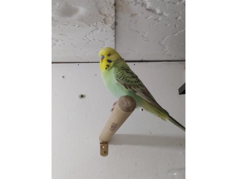 Yerli Muhabbet Kuşlarım