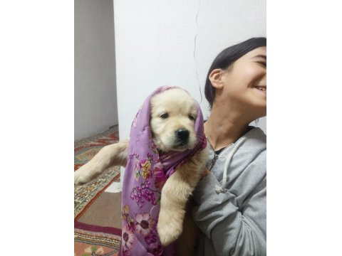 Baby Face Golden Retriever Dişi Yavru