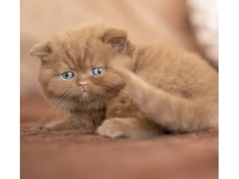Kakao Tüy Mucizesi Chocolate British Shorthair Yavrumuz