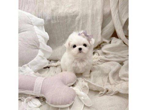 Maltese Terrier Kore Kan Mini Yavrularımız
