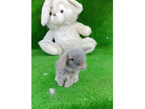 Hollanda Teddy Lop Tavşanlar Gönderim Var