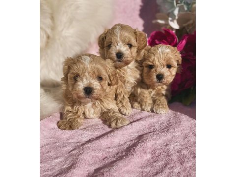 Maltipoo Mini Teacup Yavrularımız
