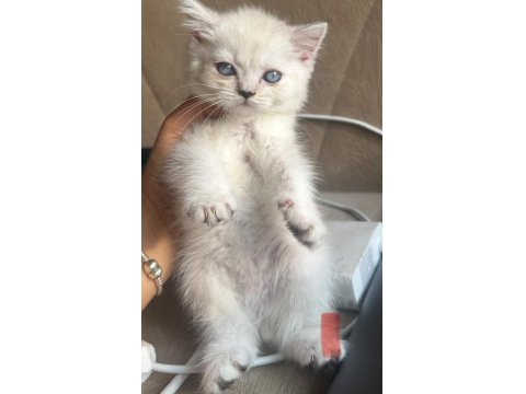 British Blue Point Erkek 1.5 Aylık Kedimiz