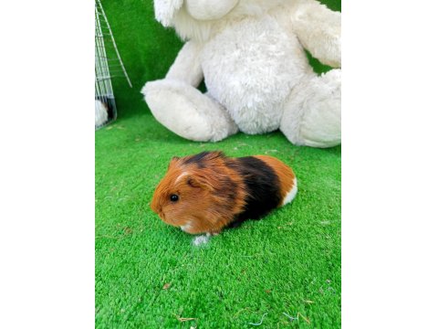 Rengarenk Guinea Pig