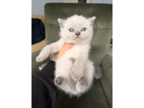 Point British Shorthair Yavrular