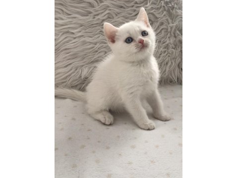 Kar Beyaz Mavi Gözlü British Shorthair Prens