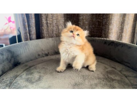 Show Kalite Ny11 Yavru Kediler