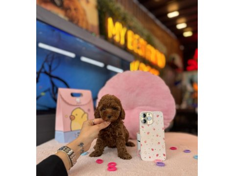 Irk Ve Sağlık Garantili Yavru Köpeklerimiz