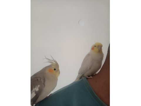Çift Olarak Tamamen Evcil Sultan Papağanları