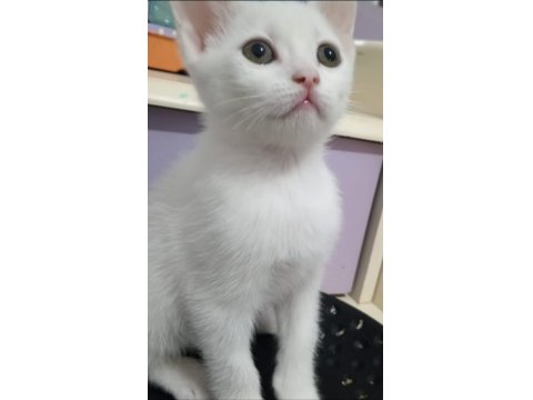 Sevimli Ve Oyuncu Kediler