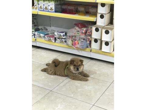 Çin Aslanı 2,5 Aylık