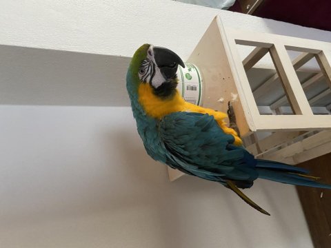 Macaw Papağanı Ele Omza Alışkın 30 Kelime Biliyor