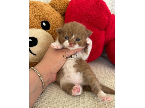 Cinnamon Chocolate Bicolour Bebek Kedilerimiz