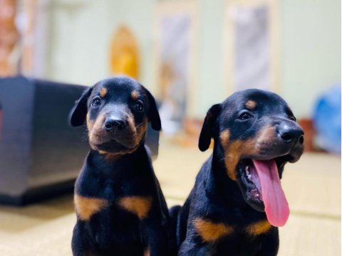 Irk Garantili Doberman Köpeği Yavruları