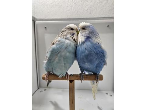 Yeni Eşleme Show Jumbo Ve Jumbo Çift Muhabbet Kuşlar