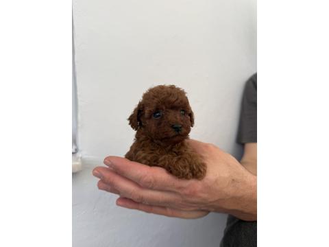 50 Günlük Dişi Kore Toy Poodle