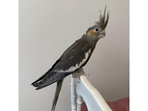 Sultan Papağanı Sahiplendirilecektir