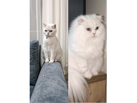 British Longhair Bebeklerim Yuva Arıyor