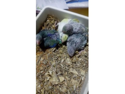 Forpus Papağanı Yavrularımız