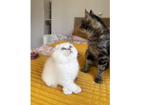 British Longhair Golden Point