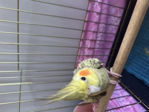 Ev Kuşu Alaca Bakamıyor O Yüzden Vereceğim