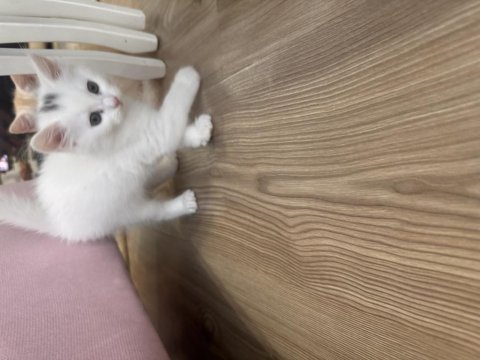 Pamuk British Kızım Yeni Yuvasını Bekliyor