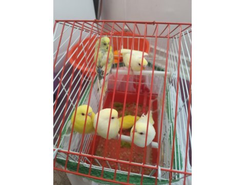 Lutino Muhabbet Kuşu Yavrular