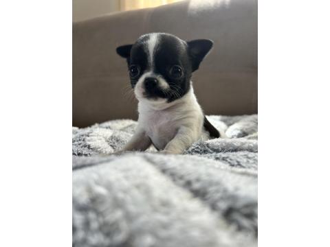 Elma Kafa Küt Burun Chihuahua Bebekler