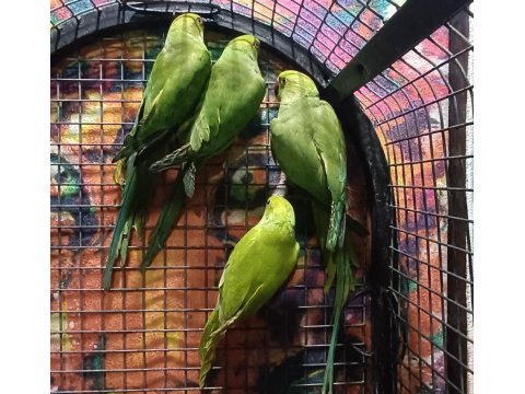 Kapalı Bilezik Pakistan Papağanlarımız