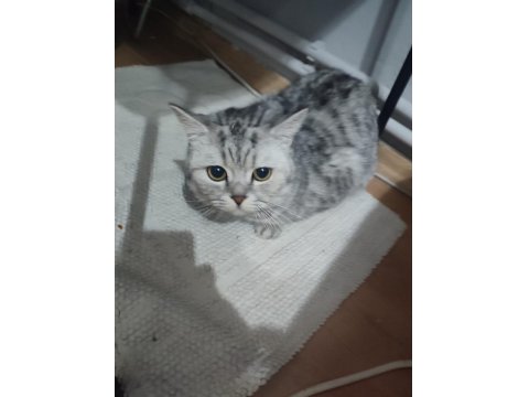 British Shorthair Sağlıklı Erkek